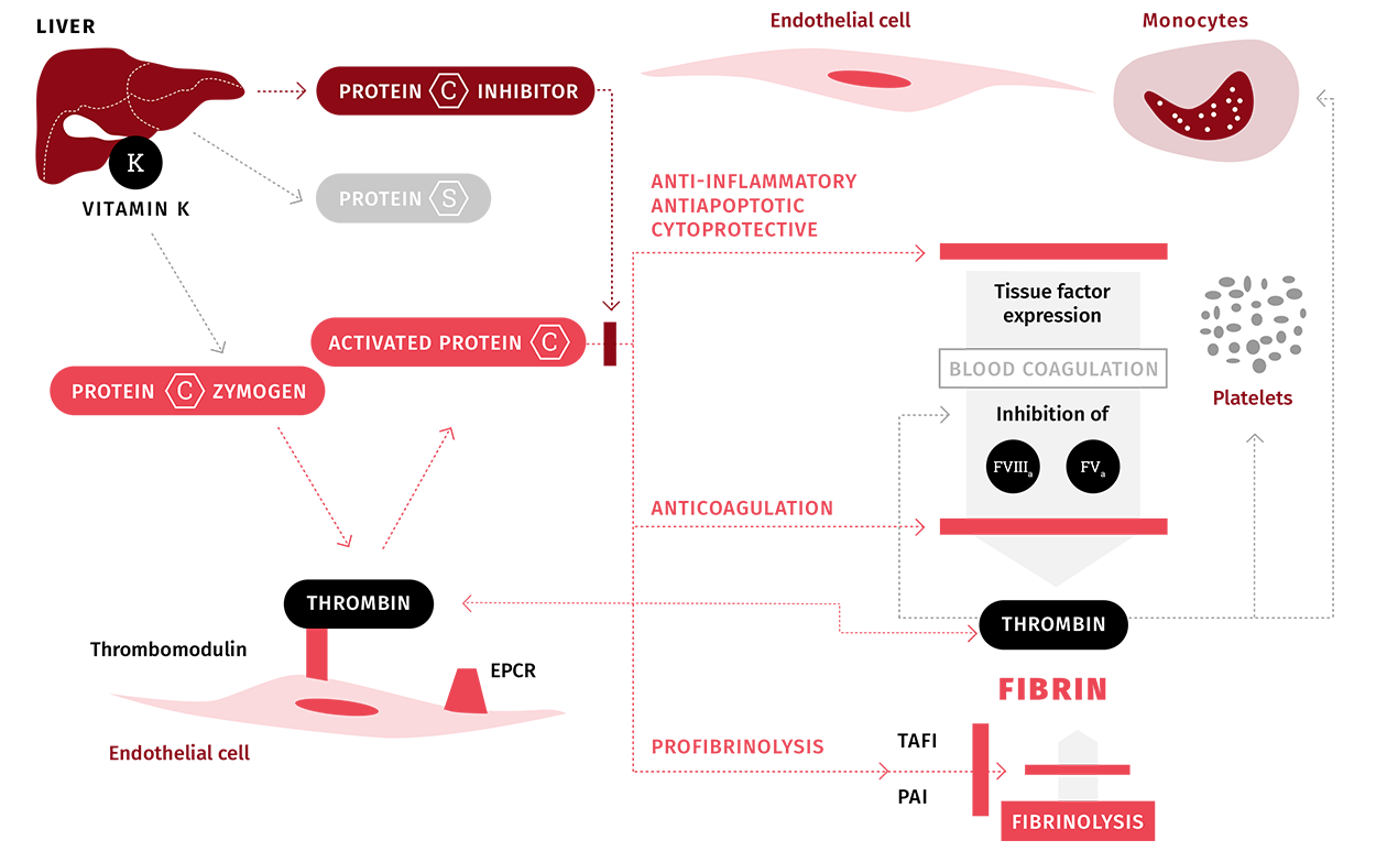 6.scpcd Desktop Protcand Coagulation Maquette 1250Px